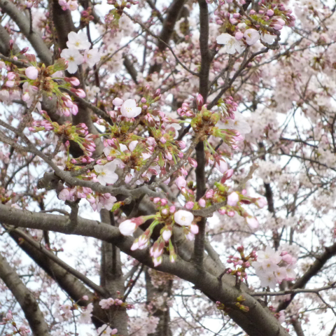 s48020160331西太子堂公園桜 (24)