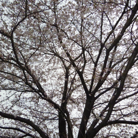 s48020160331西太子堂公園桜 (26)