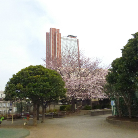 s48020160331西太子堂公園桜 (4)