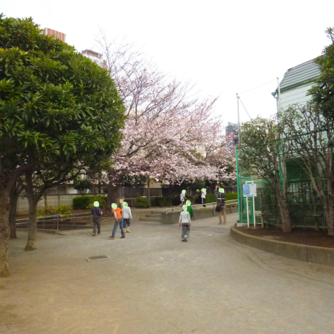 s48020160331西太子堂公園桜 (3)修正
