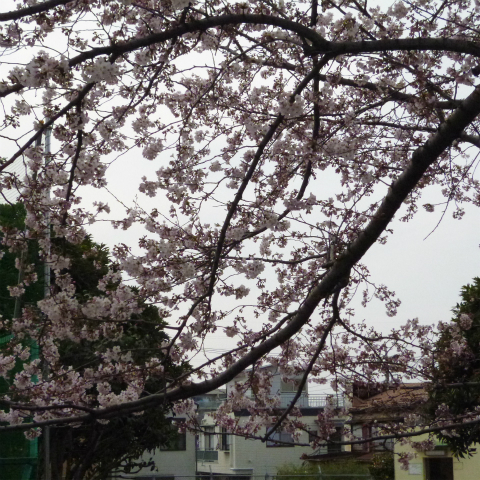 s48020160331西太子堂公園桜 (15)