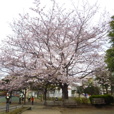 s48020160331西太子堂公園桜 (6)修正