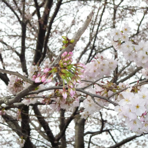 s48020160331西太子堂公園桜 (7)