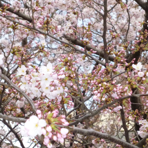 s48020160331西太子堂公園桜 (21)