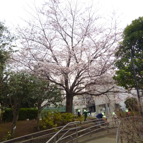 s48020160331西太子堂公園桜 (27)修正