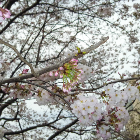 s48020160331西太子堂公園桜 (8)