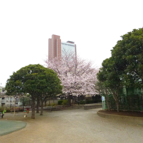 s48020160401西太子堂公園の桜 (4)