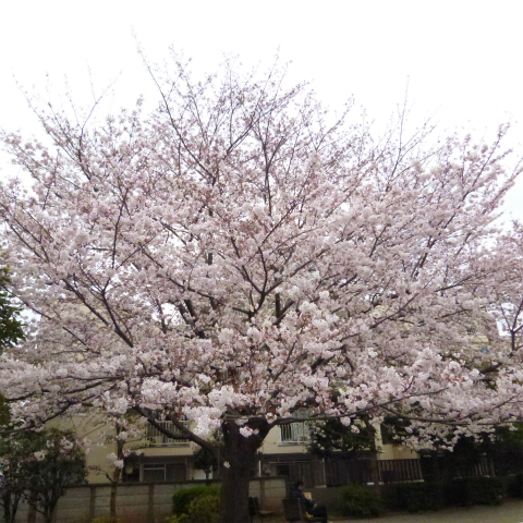 s48020160401西太子堂公園の桜
