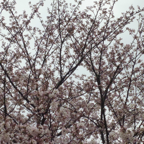 s48020160401西太子堂公園の桜 (2)