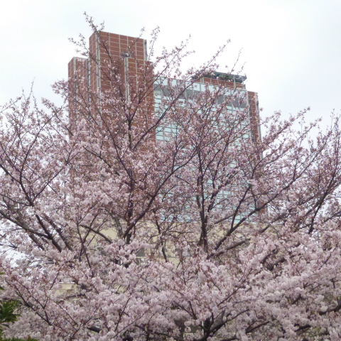 s48020160401西太子堂公園の桜 (3)