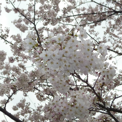 s48020160401西太子堂公園の桜 (9)