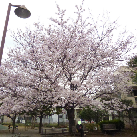 s48020160401西太子堂公園の桜 (5)