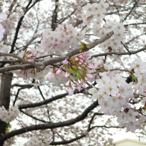 s48020160401西太子堂公園の桜 (6)