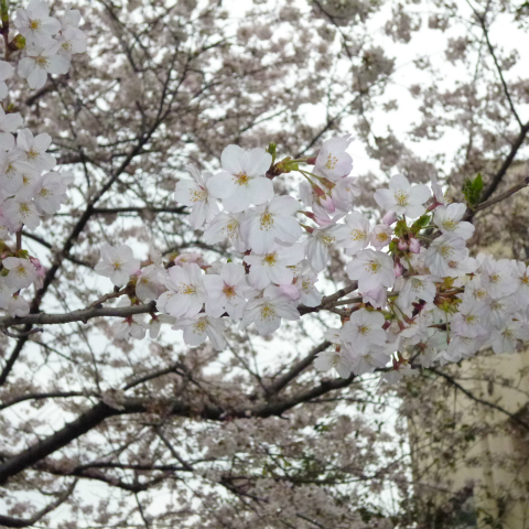 s48020160401西太子堂公園の桜 (8)