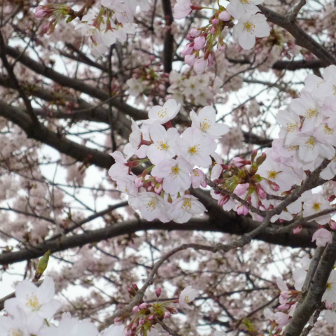 s48020160401西太子堂公園の桜 (14)