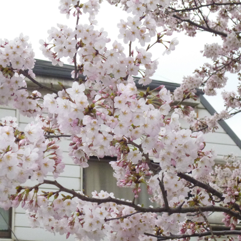 s48020160401西太子堂公園の桜 (11)