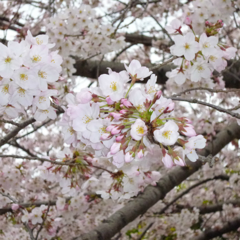 s48020160401西太子堂公園の桜 (12)