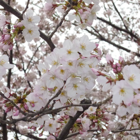s48020160401西太子堂公園の桜 (13)