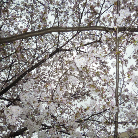 s48020160401西太子堂公園の桜 (15)