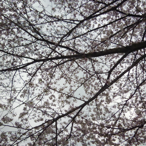 s48020160401西太子堂公園の桜 (17)