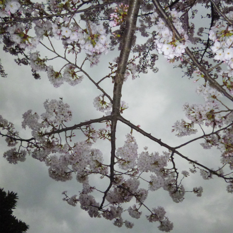 s48020160401西太子堂公園の桜 (18)
