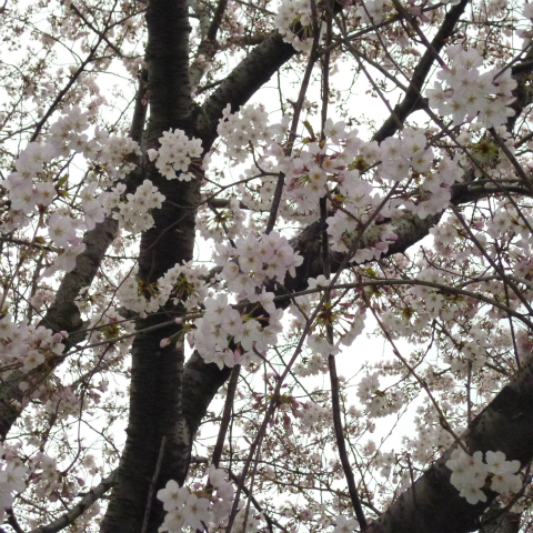 s48020160401西太子堂公園の桜 (23)