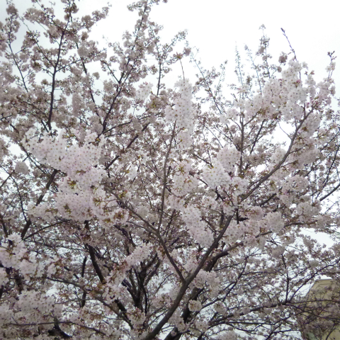 s48020160401西太子堂公園の桜 (20)