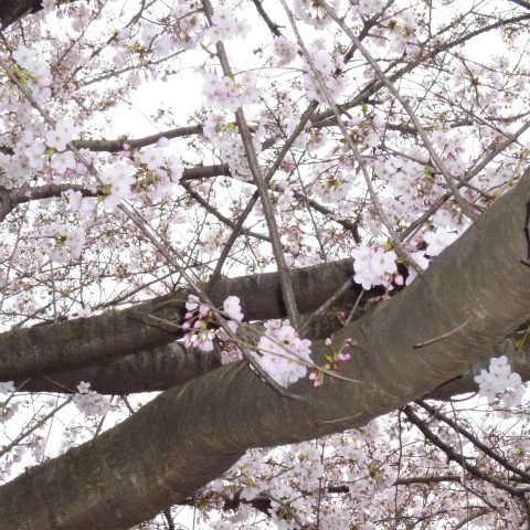 s48020160401西太子堂公園の桜 (22)