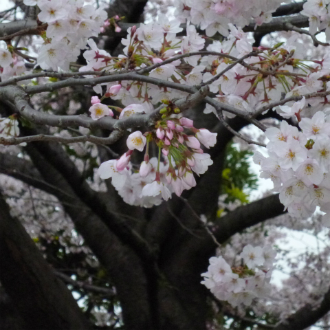 s48020160402西太子堂公園の桜