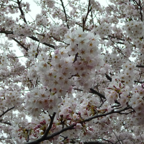 s48020160402西太子堂公園の桜 (6)