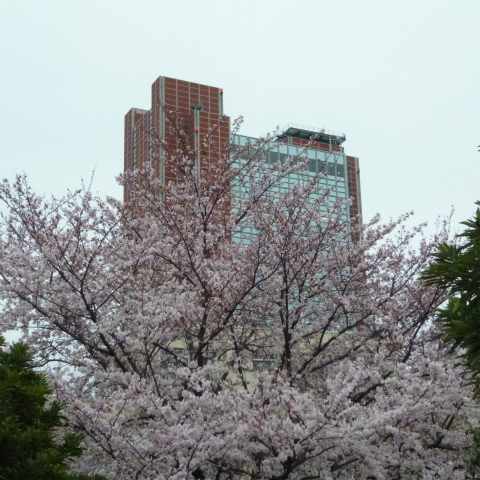 s48020160402西太子堂公園の桜 (17)