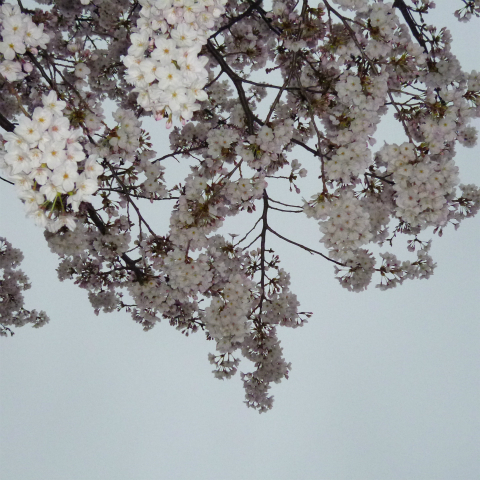 s48020160402西太子堂公園の桜 (16)