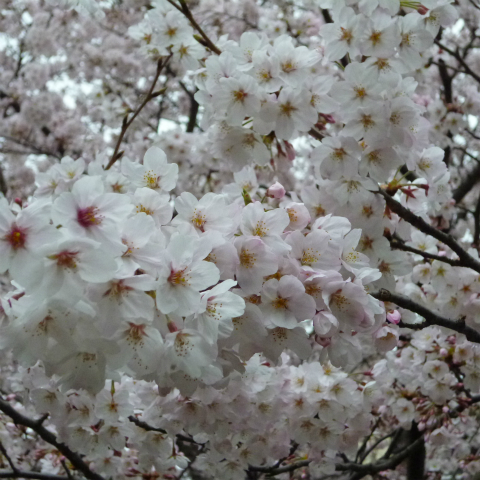 s48020160402西太子堂公園の桜 (2)
