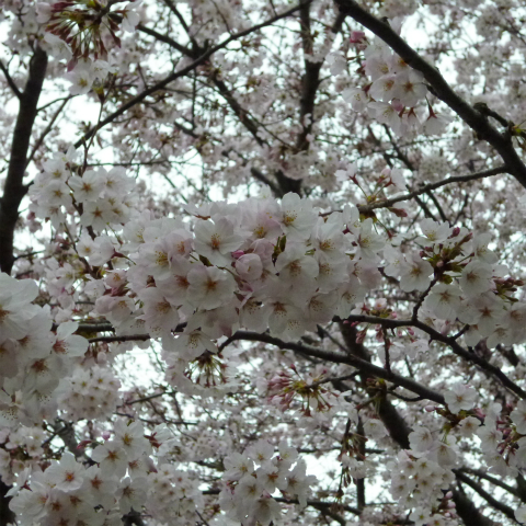 s48020160402西太子堂公園の桜 (7)