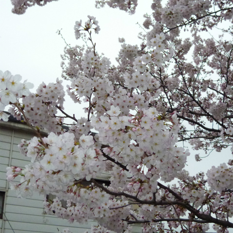 s48020160402西太子堂公園の桜 (12)