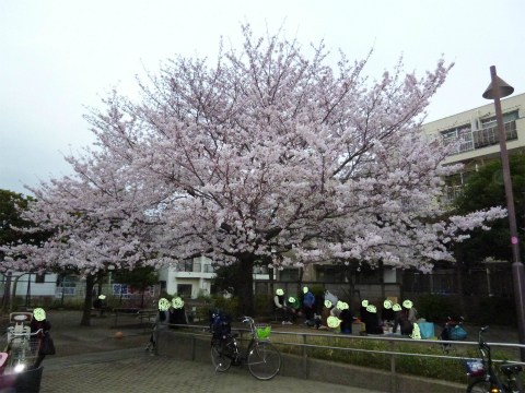 s48020160402西太子堂公園の桜 (4)