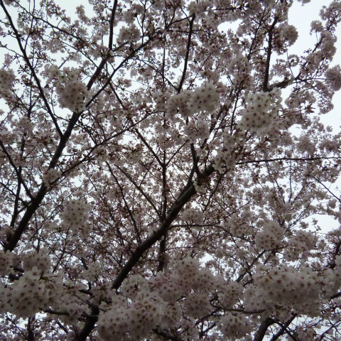 s48020160402西太子堂公園の桜 (3)