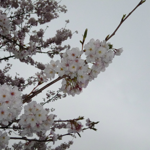 s48020160402西太子堂公園の桜 (8)