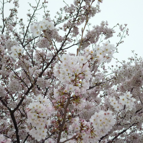 s48020160402西太子堂公園の桜 (13)