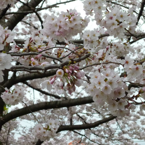 s48020160402西太子堂公園の桜 (18)