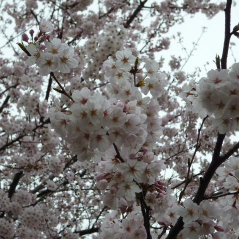 s48020160402西太子堂公園の桜 (10)