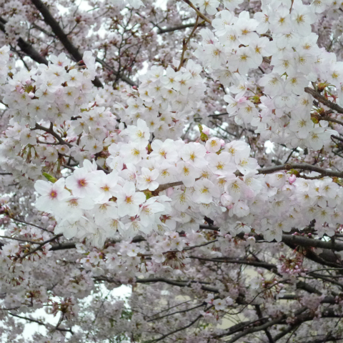 s48020160402西太子堂公園の桜 (9)
