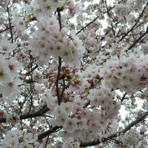 s48020160402西太子堂公園の桜 (14)