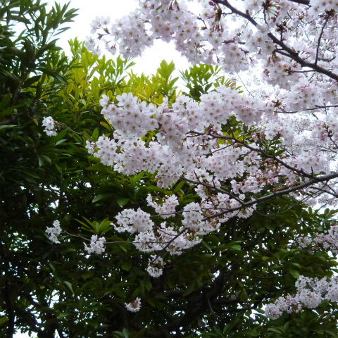 s48020160402西太子堂公園の桜 (19)