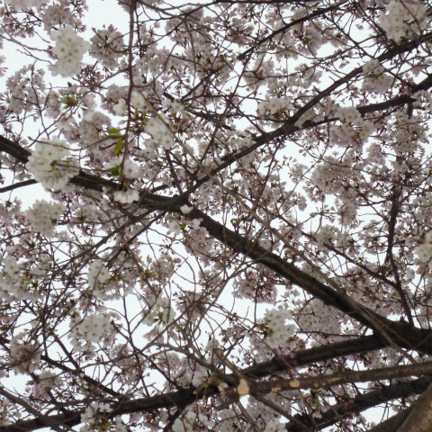 s48020160402西太子堂公園の桜 (5)