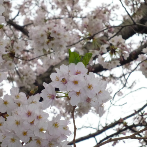 s48020160403西太子堂公園の桜 (3)