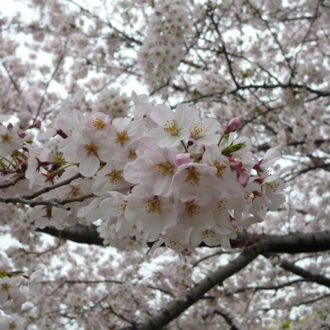 s48020160403西太子堂公園の桜