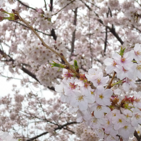 s48020160403西太子堂公園の桜 (8)