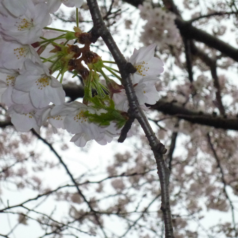 s48020160403西太子堂公園の桜 (4)