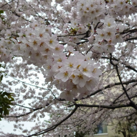 s48020160403西太子堂公園の桜 (5)